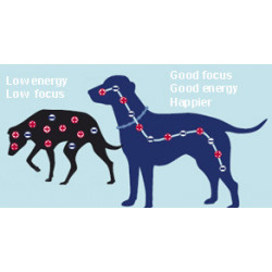 Energy Necklace Dog black