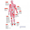 Rehab ryggproblem infraröd värme/kyla/stödsupport 3-i-1